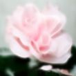 decorative rose