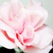 decorative rose