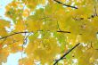 Maple leaves as autumn sign