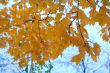 Red maple leaves as autumn sign
