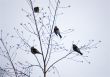 Birds on branches
