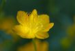 Flower of yellow Trolius Asiaticus