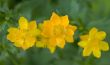 3 Flower of yellow Trolius Asiaticus