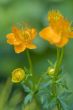 Flowers of yellow Trolius Asiaticus