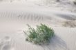 Windy day at the beach