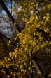 Autumn leaves