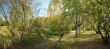 autumnal sunny day, view of a Karelian birch