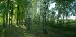 Photo of a birchwood in the summer day