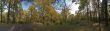 autumnal panorama, Indian summer with oaks, birches and dark pin