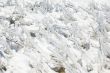 Frozen grass