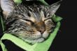 Wet cat