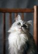 Grey cat