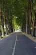 From Lucca to Camaiore (Tuscany) - Road