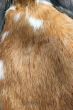Fur teature