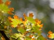 Leaves