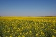 Field