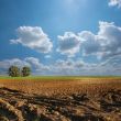 Field
