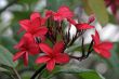Frangipani (Plumeria)