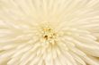 white chrysanthemum