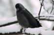 jackdaw