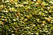 Dried green peas