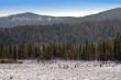 Mountains covered a fur-trees.