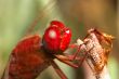Dragonfly - sympetrum sp