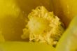 Flor of cactus