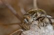 Horsefly  -haematopota pluvialis