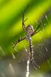 Spider -Argiope bruennichi