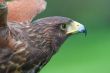 Harris`s falcon - Parabuteo unicintus