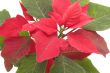 poinsettia flower
