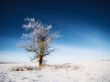 tree in field