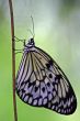 Rice Paper butterfly (Idea leuconoe)