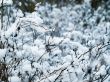 Branches in snow