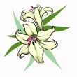 yellow lily