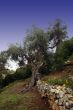 olive tree