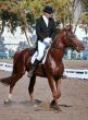  	equestrian sportsman on brown horse