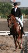  	equestrian sportsman on brown horse