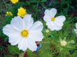 white flowerses