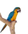 The parrot on a branch