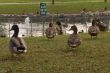 Do not feed the ducks