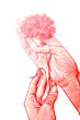 feminine hands