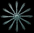cone star