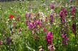 Wildflowers in the german Harz mountains