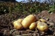 Fresh potatoes on a field