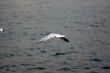sea-gull