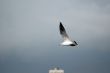 sea-gull