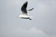 sea-gull flying on clean sky