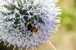 bee on flower